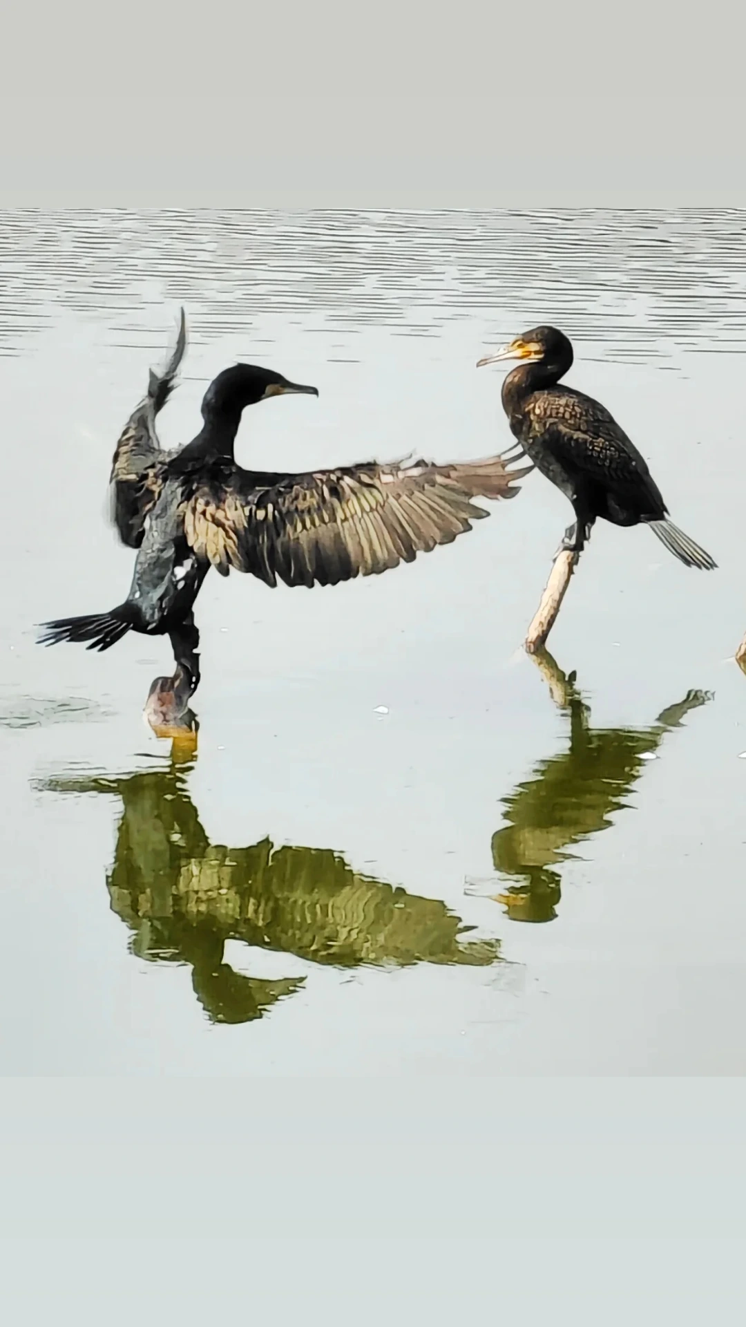 Floating Ducks